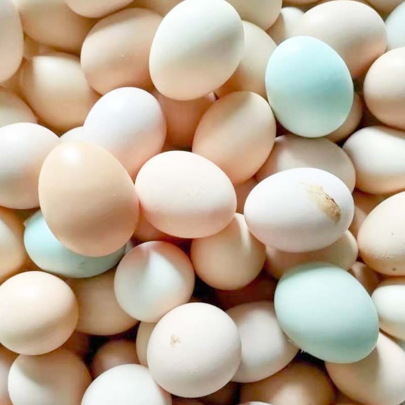东展禽蛋40枚正宗新鲜散养土鸡乌骨鸡蛋高营养价值土特产