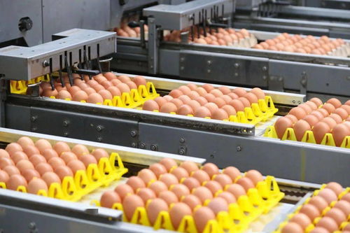 深化产销协同 助推转型升级 上海农场禽蛋产业扩产增能 进一步布局产业链发展
