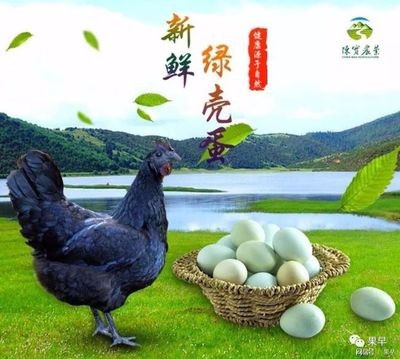 “养好鸡,产好蛋”--陈宝农业潜心研究8年的生态散养技术